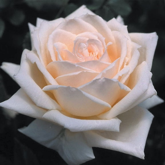 Heirloom Roses 3-4 ft Tall White Prairie Star Hardy Rose Live Plant in 1 Gallon Container
