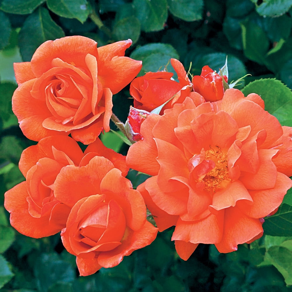 Heirloom Roses Above All™ Climbing Roses Rose Bush