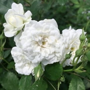 Heirloom Roses - Alba Meidiland  Landscape Rose Plant