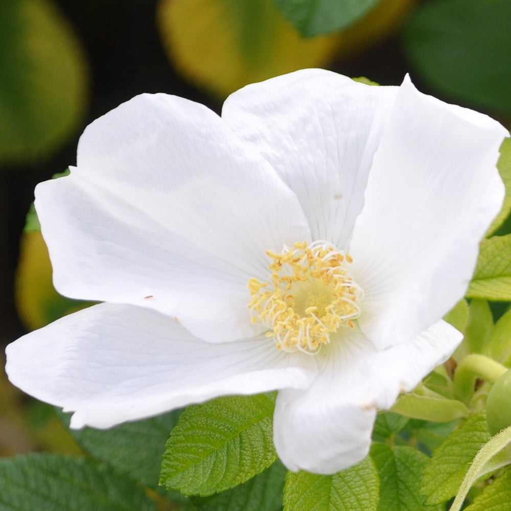 Heirloom Roses Alba Rugosa Rose Bush, Continual Blooming and Hardy