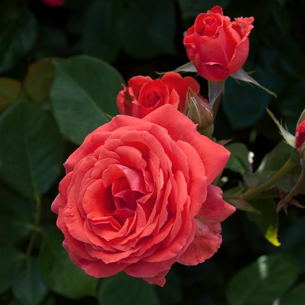 Heirloom Roses America Climbing Rose Live Plants