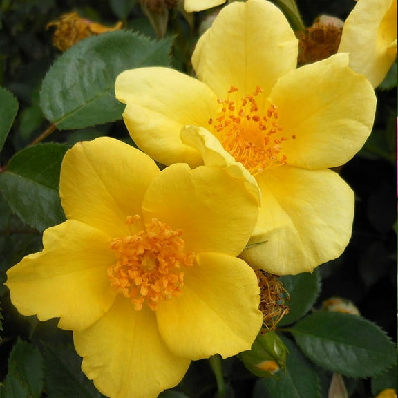 Heirloom Roses Baby Love Rose Bush Yellow Live Shrubs, Continual Blooming & Hardy