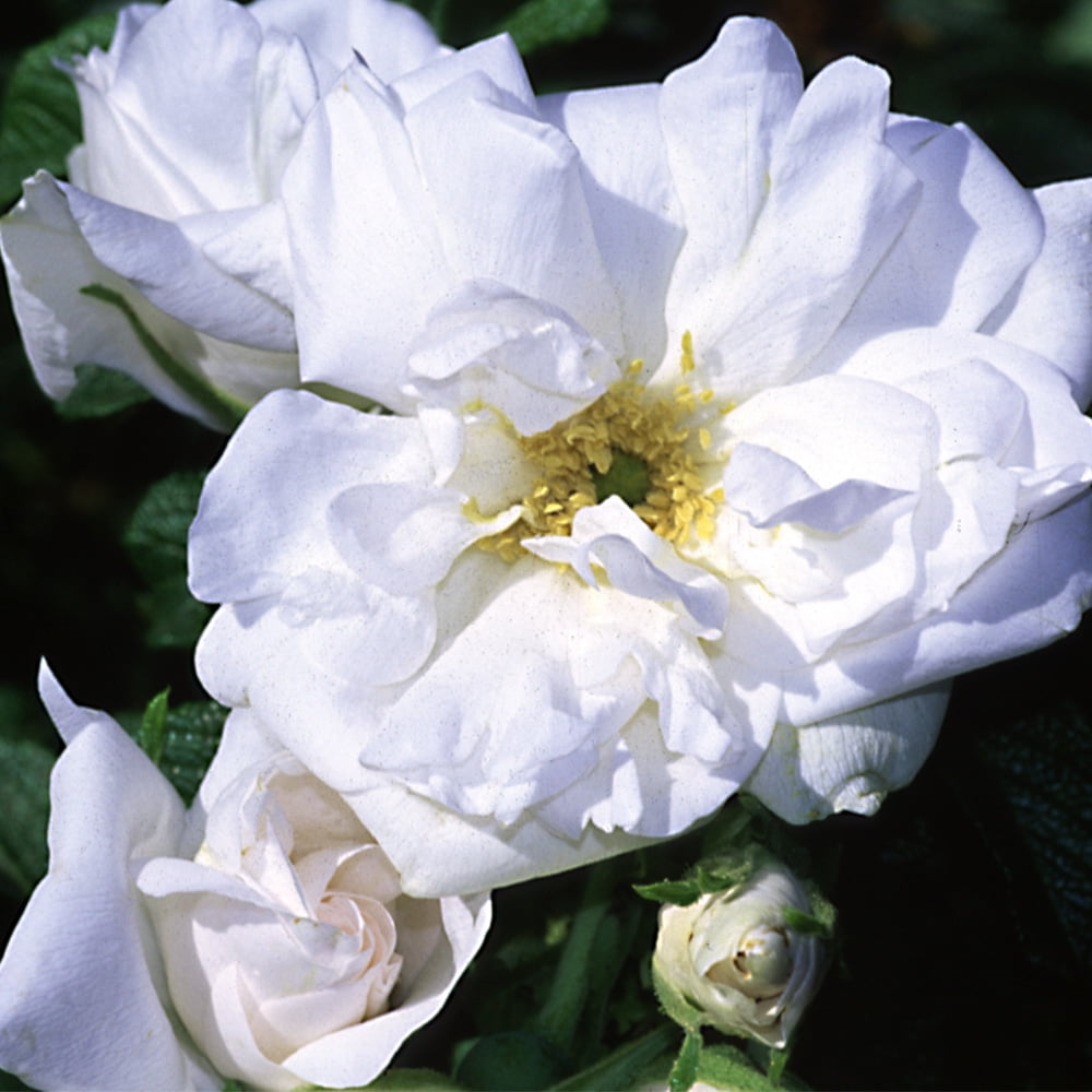 Heirloom Roses - Blanc Double de Coubert White Rose Bush - Rugosa Rose Plant