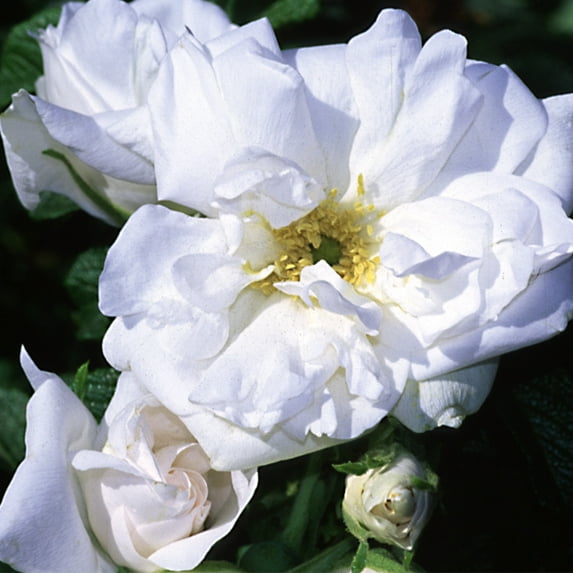 Heirloom Roses - Blanc Double de Coubert White Rose Bush - Rugosa Rose Plant