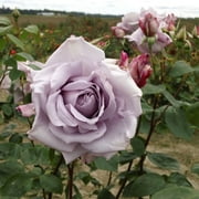 Heirloom Roses - Blue Moon  Hybrid Tea Rose Bush