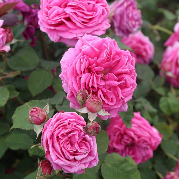 Heirloom Roses Bourbons Rose Bush - The Mme Dubost Live Plant , Fragrant Plants For Outdoors , Pink Own Root Bushes For Planting , One Gallon Potted Outdoor Flowers