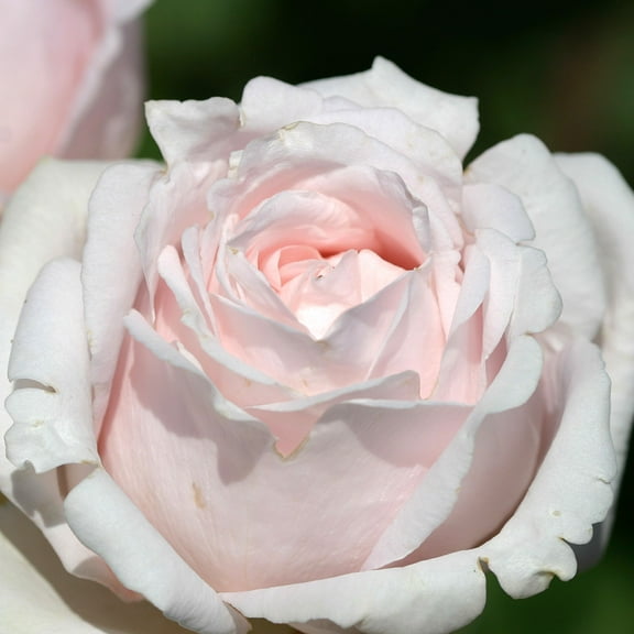 Heirloom Roses - Bride's Dream Hybrid Tea Rose Plant - Nearly Thornless Rose Bush