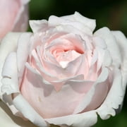 Heirloom Roses - Brides Dream Hybrid Tea Rose Plant - Nearly Thornless Rose Bush