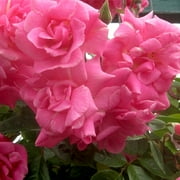 Heirloom Roses CL Pinkie Climbing Roses Bush Seeds
