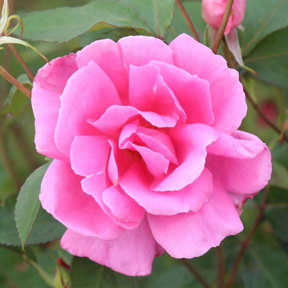 Heirloom Roses - Carefree Beauty Hardy Rose Plant - Pink Rose Bushes