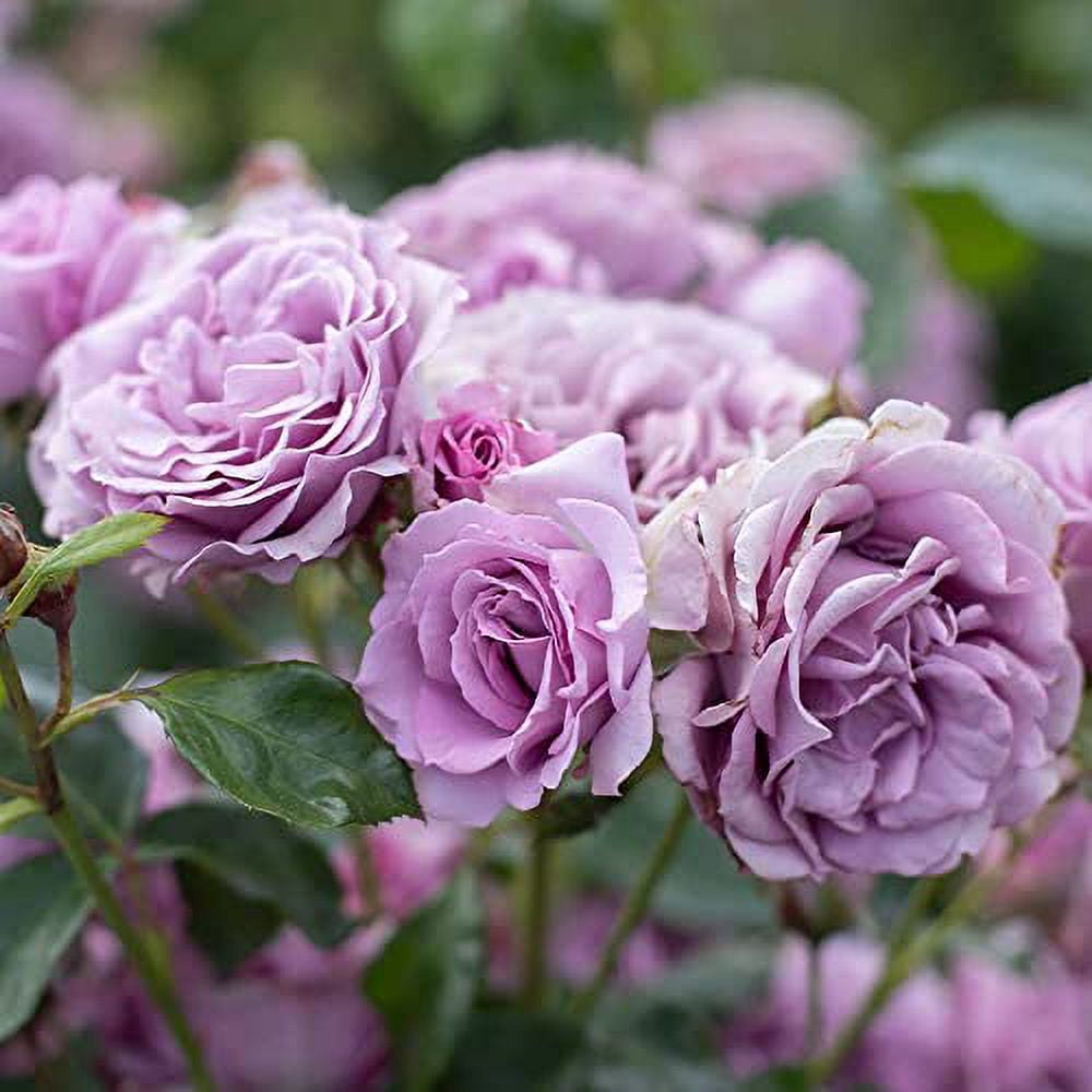 Heirloom Roses Climbing Rose Arborose® Quicksilver Climbing Rose