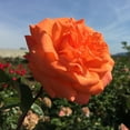 thumbnail image 1 of Heirloom Roses Climbing Rose Bush - Bright Fire Orange Rose Plant Live, 1 of 2
