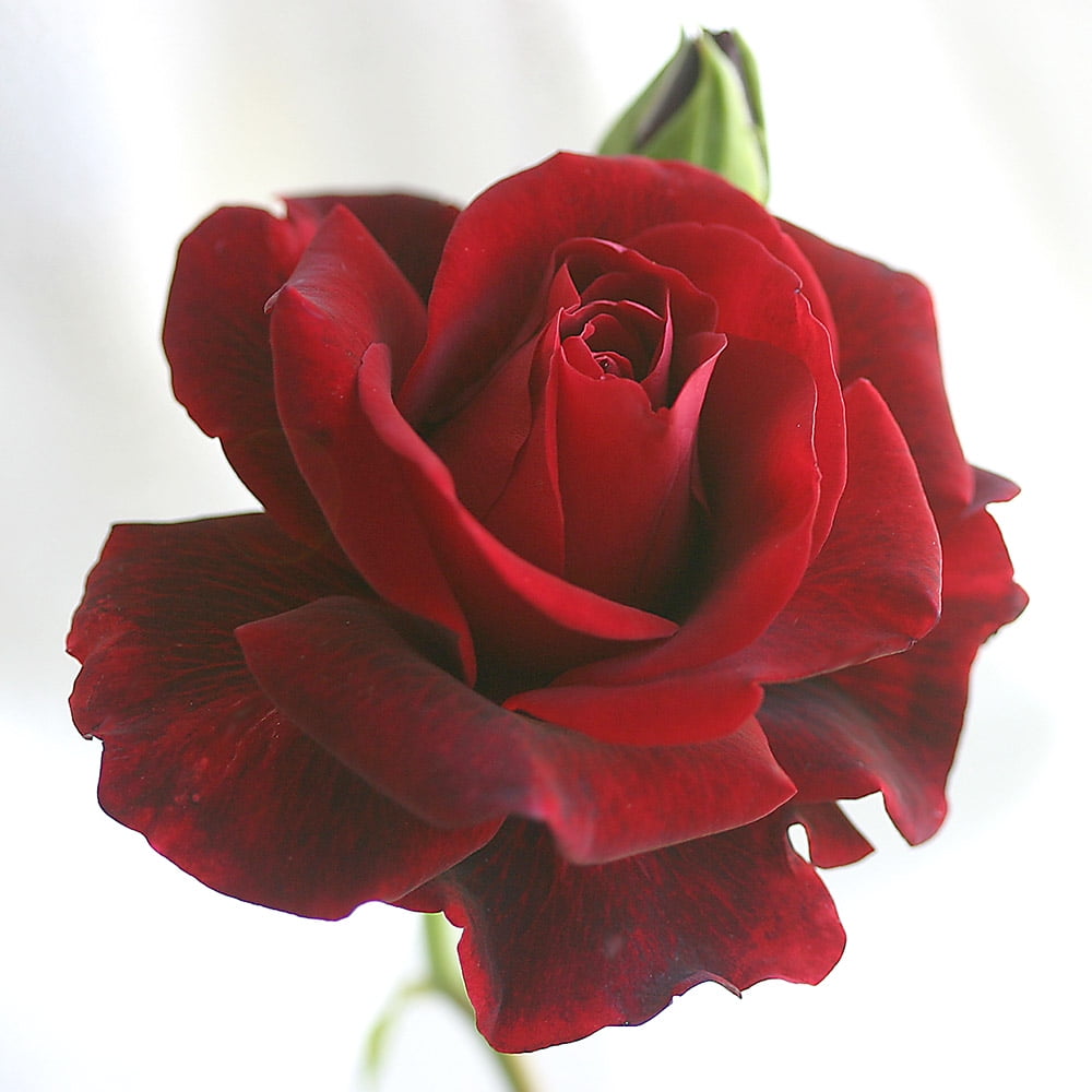 Don Juan Red Climbing Rose Bush with Velvety Blooms
