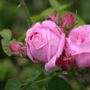Heirloom Roses Coupe D' Hebe 8 ft Light Pink Bourbon Rose Live Plants in 1 Gallon Container, Hardy