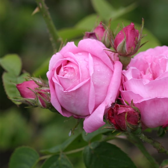Heirloom Roses Coupe D' Hebe 8 ft Light Pink Bourbon Rose Live Plants in 1 Gallon Container, Hardy