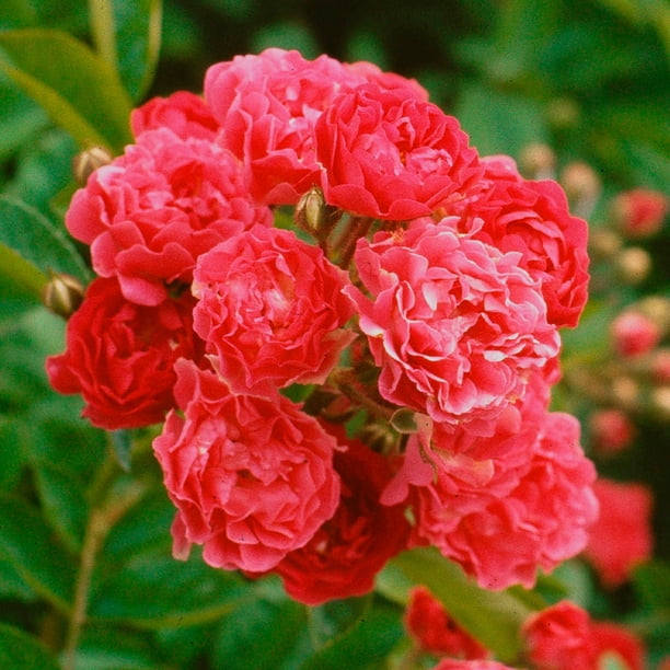 Heirloom Roses Crimson Rambler Rambling Rose Bush Live Plant - Walmart ...