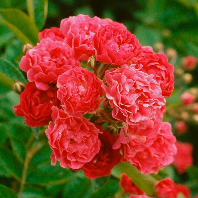Heirloom Roses Crimson Rambler Rambling Rose Bush Live Plant - Walmart ...