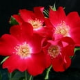 thumbnail image 1 of Heirloom Roses - Dortmund® Climbing Roses Rose Plant, 1 of 2
