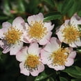thumbnail image 1 of Heirloom Roses - Dreaming™ Rambling Rose Rose Plant, 1 of 1
