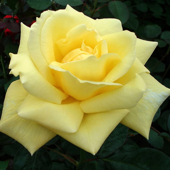 Heirloom Roses Eternal Flame™ Hybrid Tea Rose Bush Live Plant