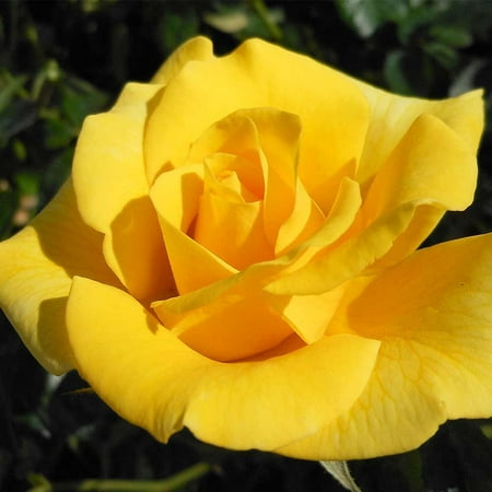 Heirloom Roses - First Impression Floribunda Rose Bush - Yellow Roses Flowers