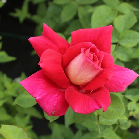 Heirloom Roses 15" Multicolored Flaming Peace Hybrid Tea Rose Live Plant