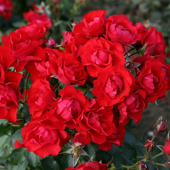 Heirloom Roses Floribunda Rose Plant - The Black Forest Rose Bush , Live Plants For Outdoors , One Gallon Own Root Bushes For Planting , Potted Outdoor Red Flowers