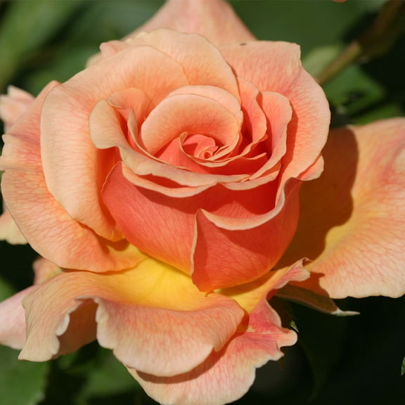 Heirloom Roses - Fragrant Dream Hybrid Tea Rose Plant - Live Fragrant Plants