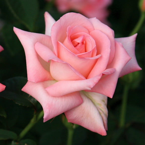 Heirloom Roses Fragrant Rose Bush - Bride Hybrid Tea Rose Plant
