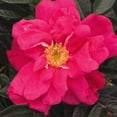 thumbnail image 1 of Heirloom Roses Fragrant Roses Live Plants - Purple Pavement Rugosa Rose Bush, 1 of 1