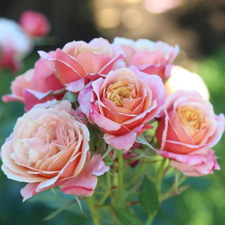 Heirloom Roses Grandiflora Rose Plant - State of Grace™ Own Root Rose Bush, Live Rose Bushes