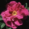 thumbnail image 1 of Heirloom Roses - Hansa Rugosa Rose Bush, 1 of 1
