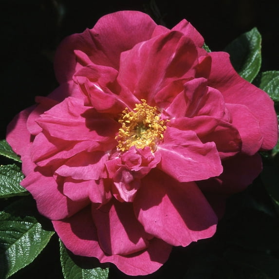 Heirloom Roses - Hansa Rugosa Rose Bush