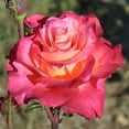 thumbnail image 1 of Heirloom Roses - Heart O' Gold™ Grandiflora Rose Bush - Fragrant Roses Live Plant, 1 of 5