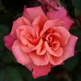 thumbnail image 1 of Heirloom Roses - Honeysweet Hardy Rose Bush - Live Orange Rose Bushes, 1 of 9