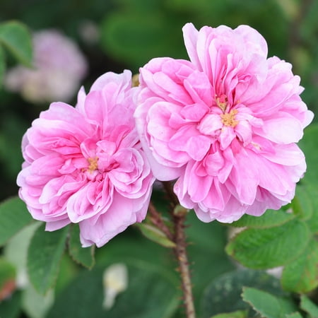 Heirloom Roses - James Mitchell Moss Rose Plant