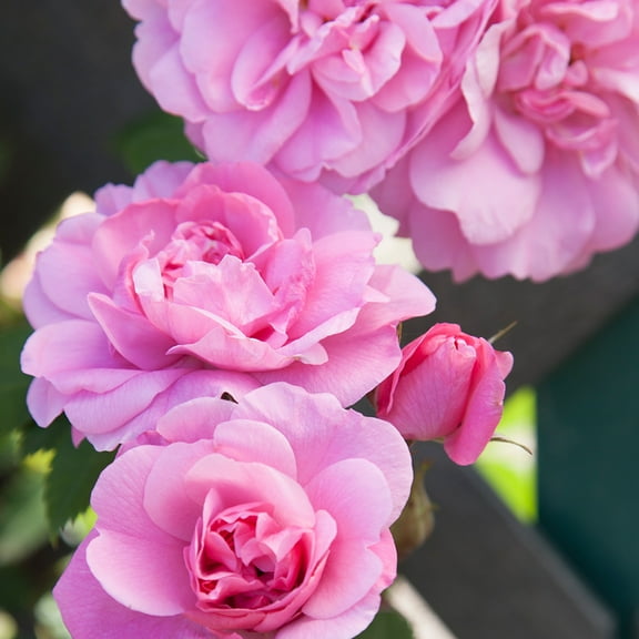 Heirloom Roses John Davis Hardy Rose