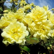 Heirloom Roses Lady Banks 15'-20' Yellow Rose Bush Live Plants in 1 Gallon Containers