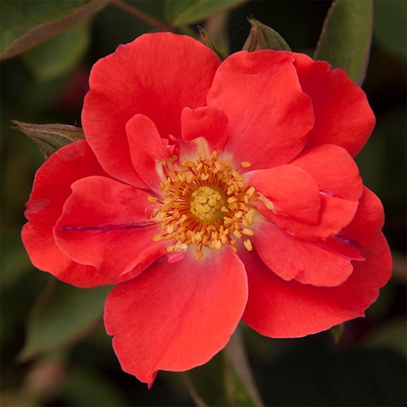 Heirloom Roses Orange Floorshow Rose Live Shrub