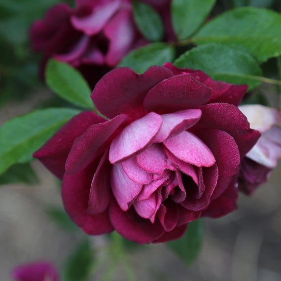 Heirloom Roses Live Plant - Ready Flowers, Fragrant Real Burgundy ...
