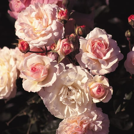 Heirloom Roses Live Plant - Cornelia Hybrid Musk Rose Bush