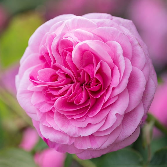 Heirloom Roses Live Plant - Gertrude Jekyll® David Austin Rose Bush - Pink Flowers For Garden