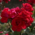 thumbnail image 1 of Heirloom Roses Live Plant - Polonaise Hardy Rose Bush - Red Roses Real Flowers, 1 of 8