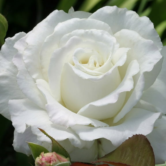 Heirloom Roses Live Plant - White Lightnin' Grandiflora Rose Bush