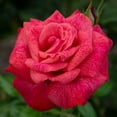 thumbnail image 1 of Heirloom Roses Live Plants - Cinnamon Dolce™ Hybrid Tea Rose Bush, 1 of 4