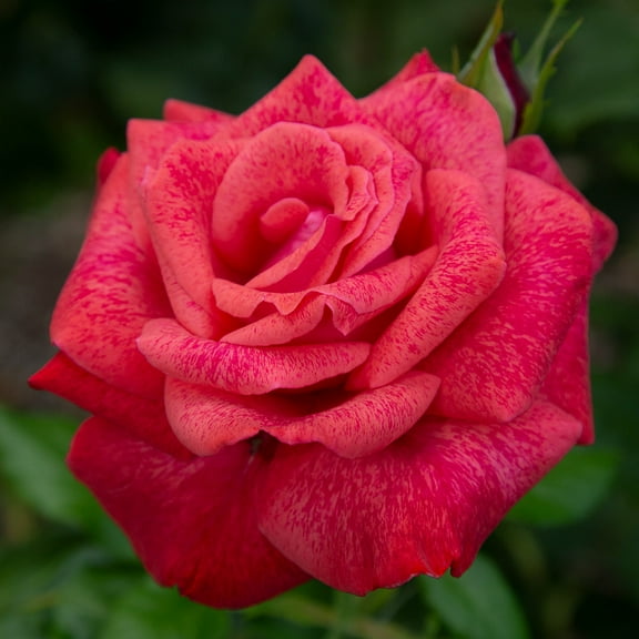 Heirloom Roses Live Plants - Cinnamon Dolce Hybrid Tea Rose Bush