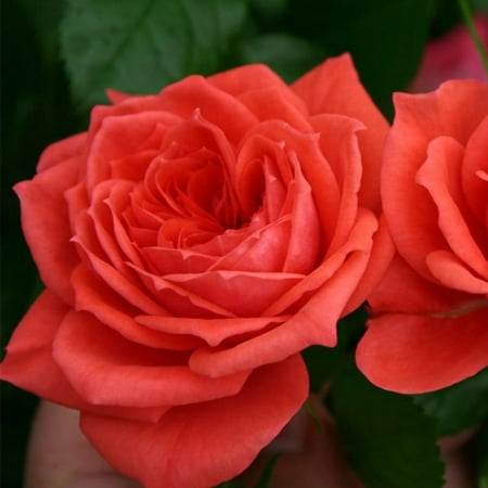 Heirloom Roses Live Rose Plant - Veranda Jolie Floribunda Rose Bush - Red Flowers For Outdoor