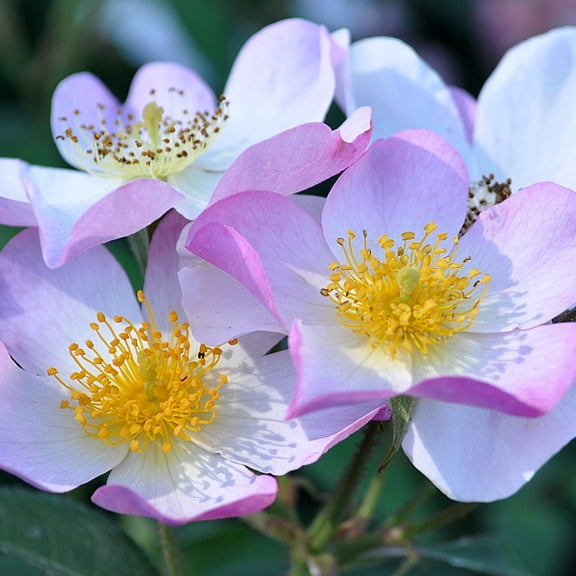 Heirloom Roses Live White Rose - Lyda Rose Shrub Rose Bushes - Live Plant