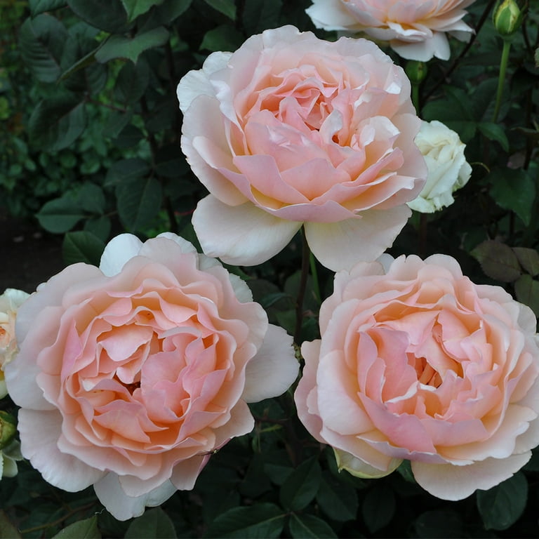 Heirloom Roses - Lovesong Shrub Rose Plant - Walmart.com