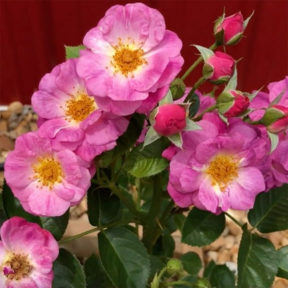 Heirloom Roses - Mauvelous Shrub Rose Plant